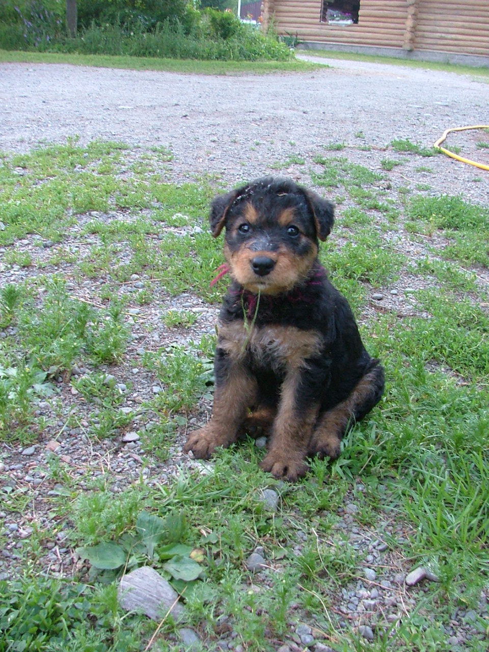 Hazel