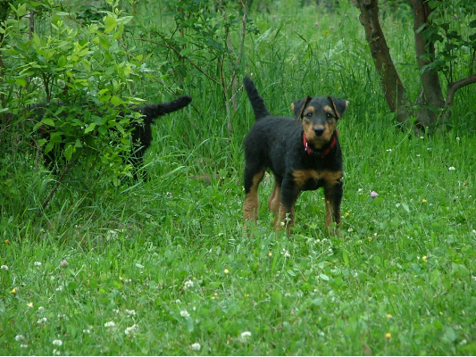 Banjo