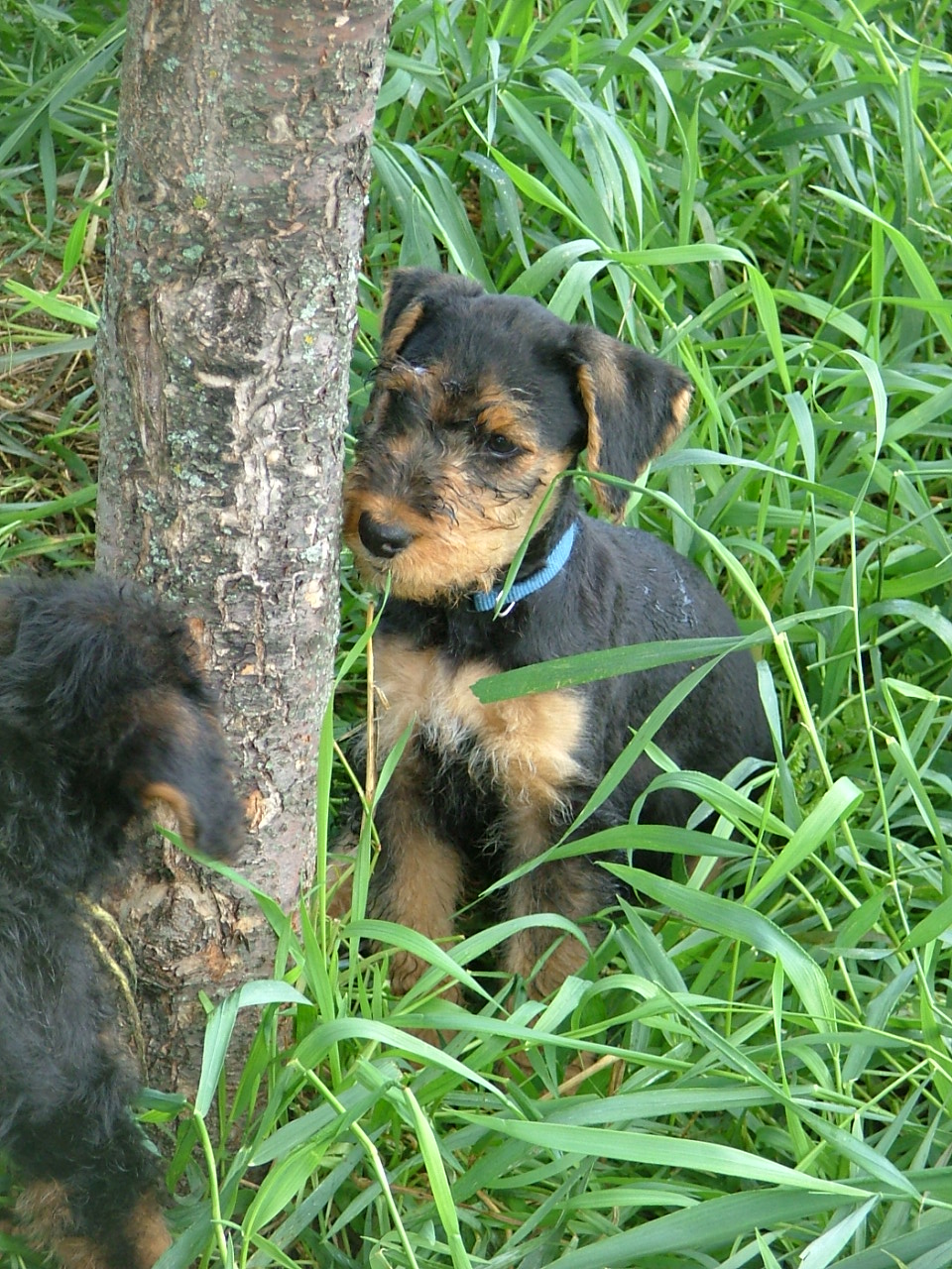Bella
