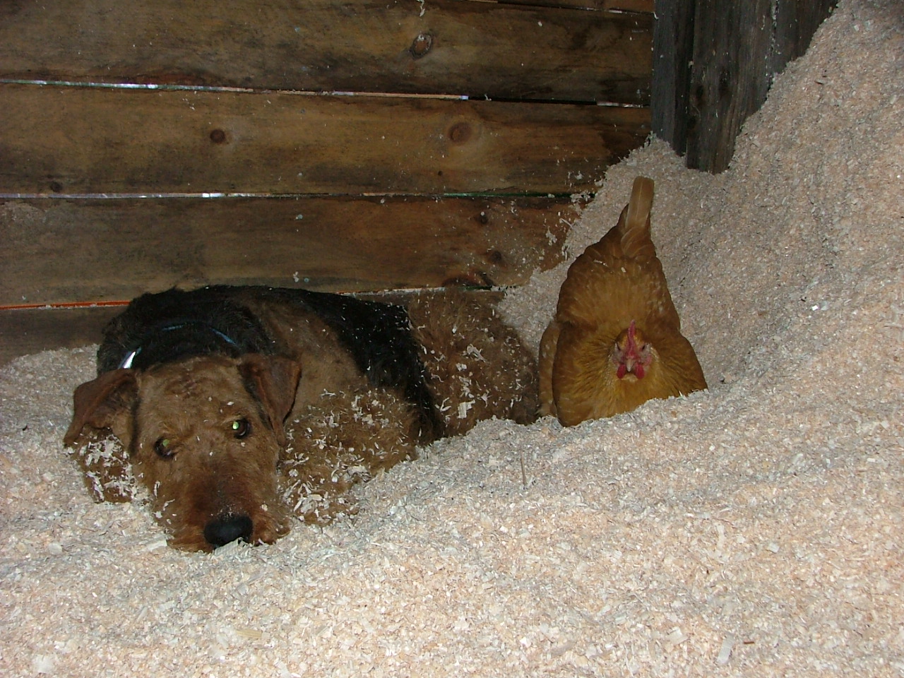 Bree and chicken