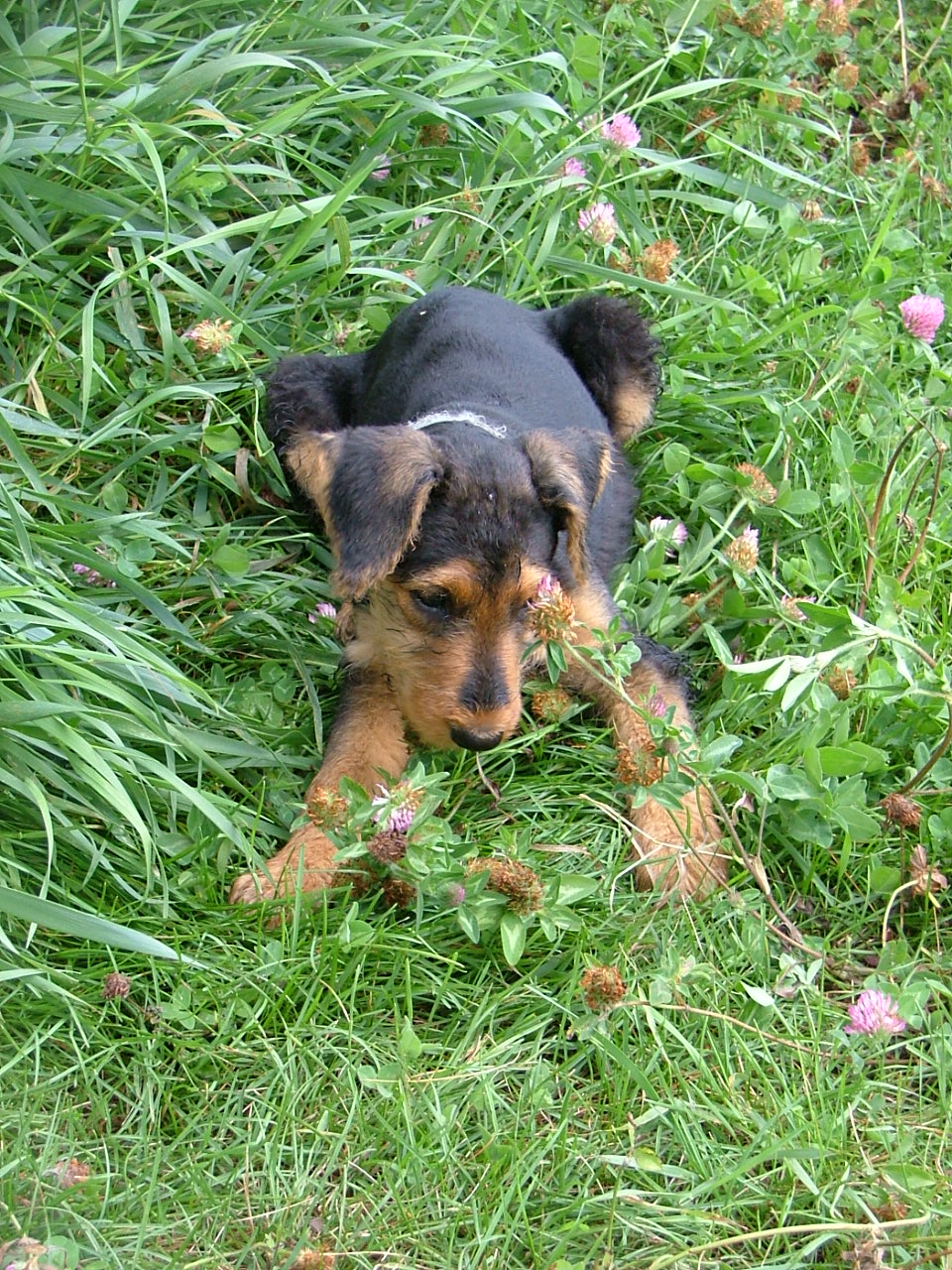 Della
