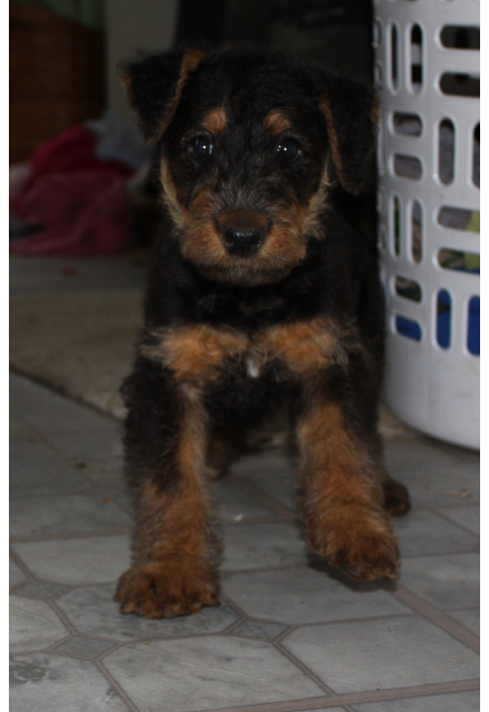 Gracie
