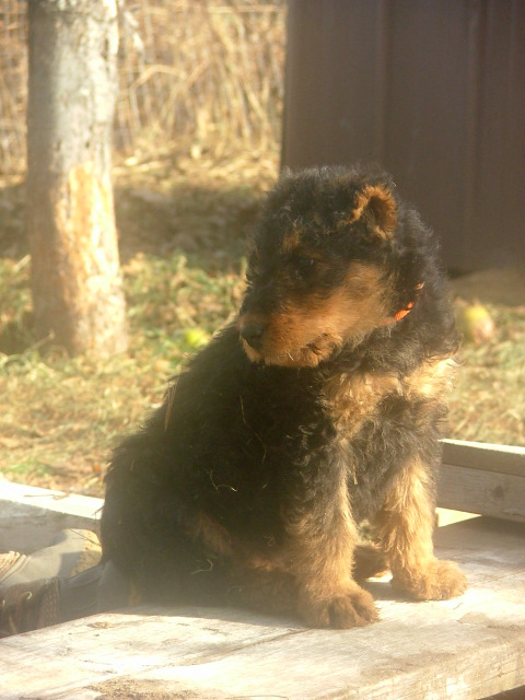 Max