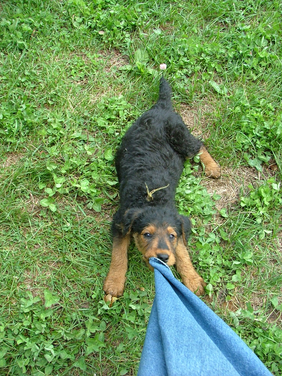 Daisy