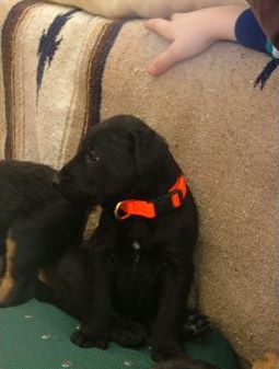 Otto